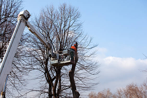 How Our Tree Care Process Works  in  Peculiar, MO